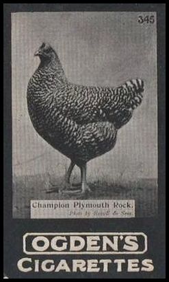 02OGIA3 345 Champion Plymouth Rock.jpg